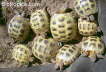 Testudo horsfieldii