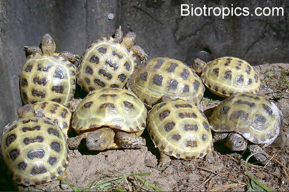 Testudo horsfieldii