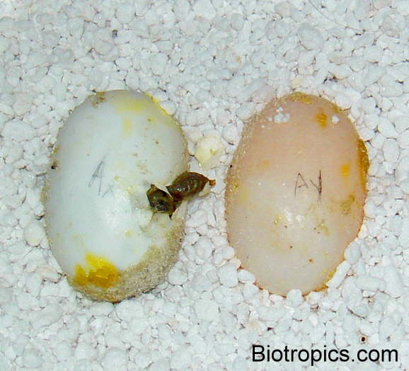 Testudo horsfieldii