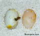 Testudo horsfieldii