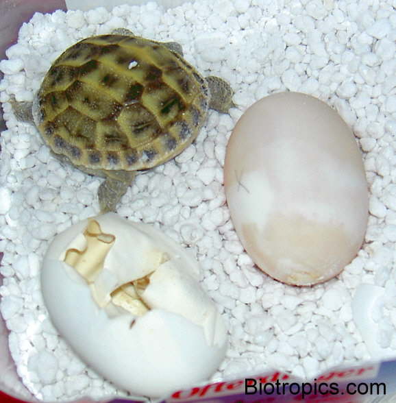 Testudo horsfieldii
