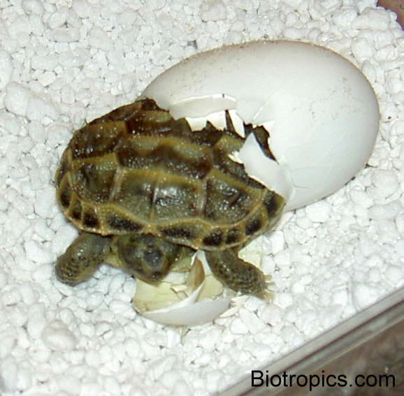 Testudo horsfieldii