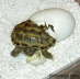 Testudo horsfieldii