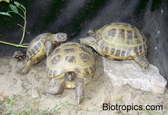 Testudo horsfieldii