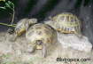 Testudo horsfieldii