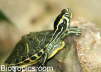 Trachemys scripta scripta