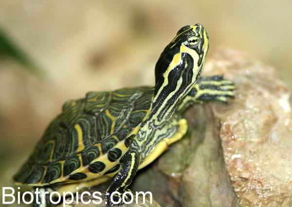 Trachemys scripta scripta