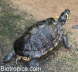 Trachemys scripta scripta