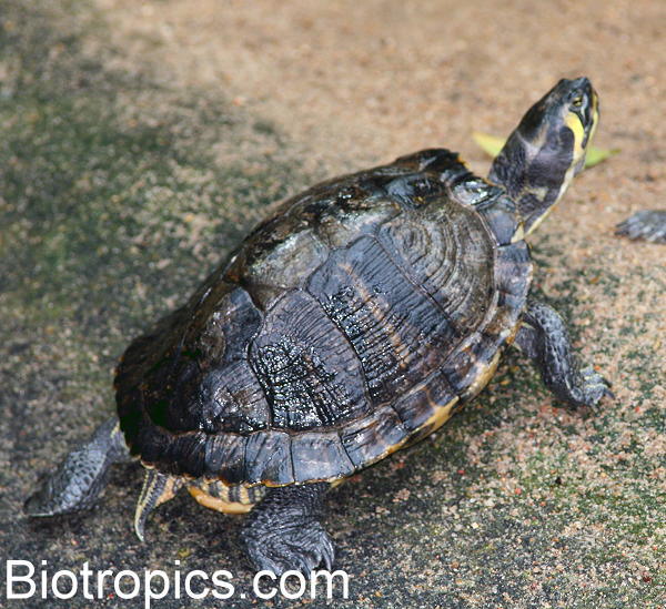Trachemys scripta scripta
