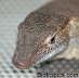Varanus mertensi