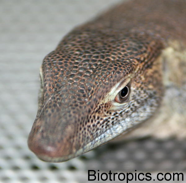 Varanus mertensi