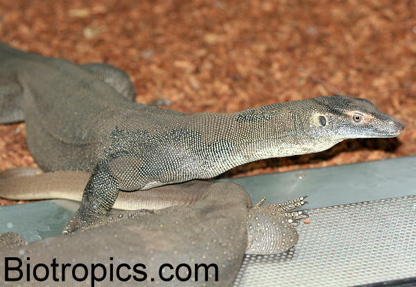 Varanus mertensi