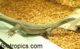 Varanus mertensi