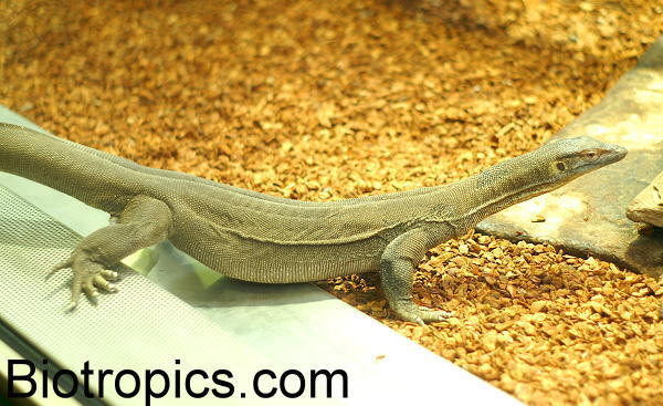 Varanus mertensi