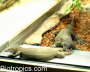 P�rchen Varanus mertensi