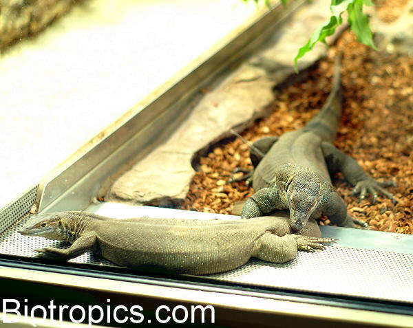 P�rchen Varanus mertensi