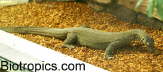 Varanus mertensi