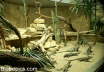 Terrarium f�r Nashornleguane