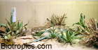 W�stenterrarium 11