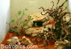 W�stenterrarium
