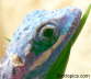 Blauer Ritteranolis