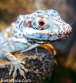 Blauer Anolis equestris