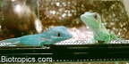 Blauer Ritteranolis