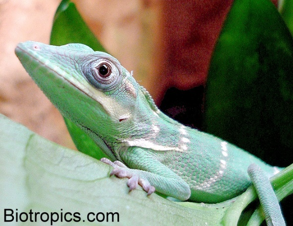 Gestreiftes Ritteranolis-Jungtier