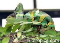 Male Veiled Chameleon (Chamaeleo calyptratus)
